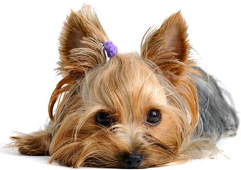 piękny szczeniak yorkshire terrier