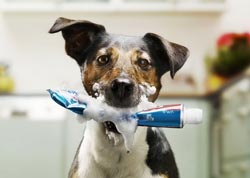 Dog-in-the-tooth-paste