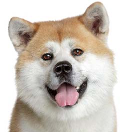 Japoński Akita Inu