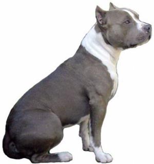 American Staffordshire Terrier