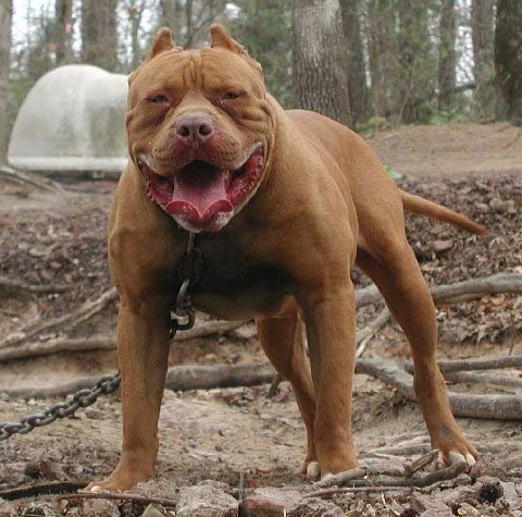 bandog