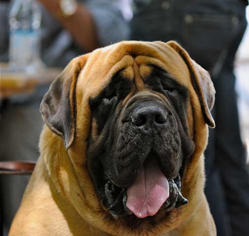 angielski mastiff