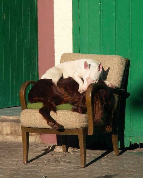 Bull Terrier śpi na psa