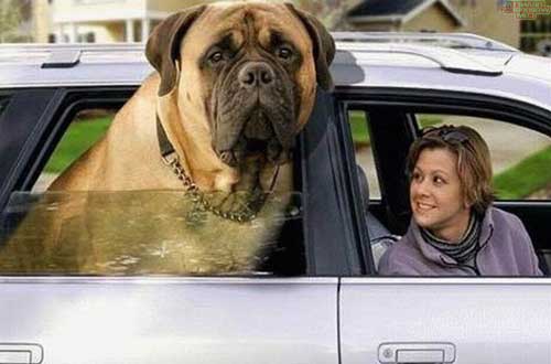 Angielski mastiff