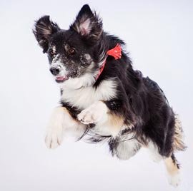 border collie