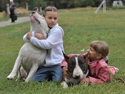 Bull Terrier i dzieci