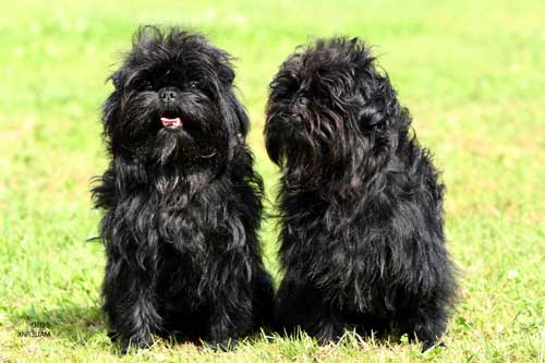 Affenpinscher