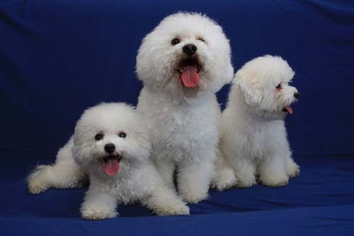 bichon frise