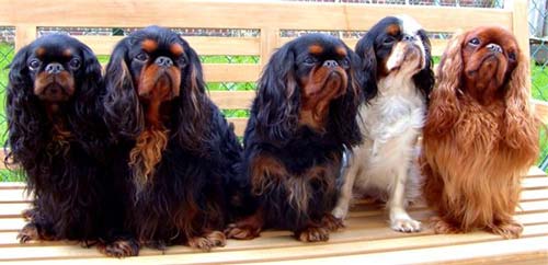 cavalier king charles spaniels