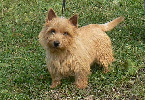 Norfolk Terrier