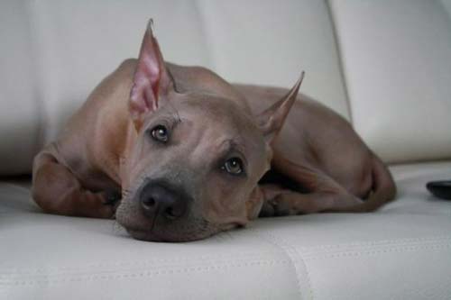 Thai Ridgeback