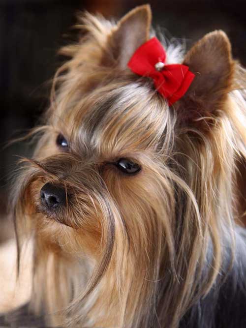 Yorkshire Terrier z czerwoną kokardą