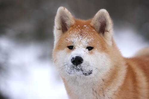 akita ze śniegiem na pysku