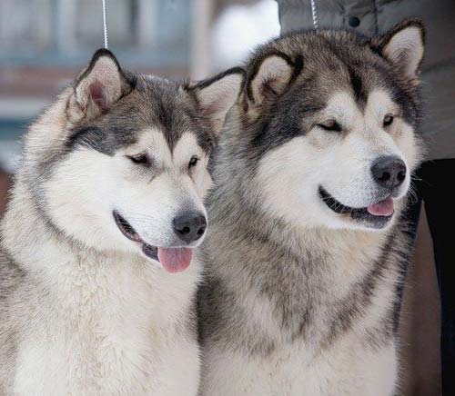 Alaskan Malamutes of Steam