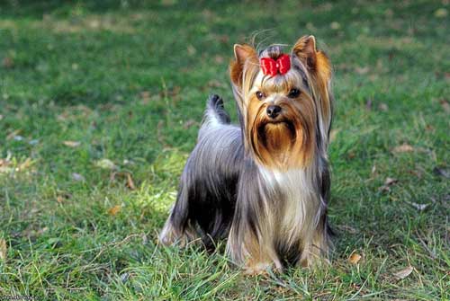 yorkshire terrier uśmiechnięty