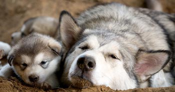 Alaskan Malamute Puppy and Mom