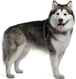 Alaskan Malamute