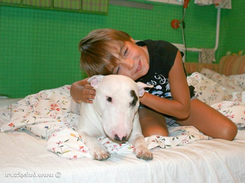 Bull Terrier i dziecko