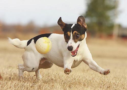 szczeniak jack russel terrier działa na piłkę