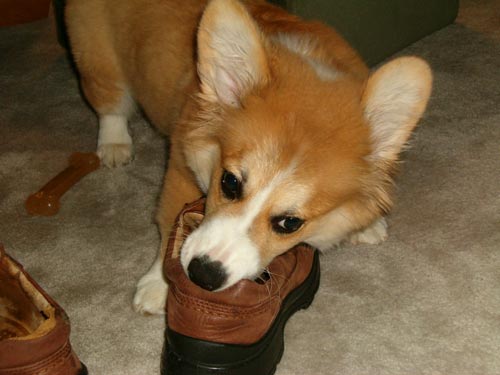 welsh corgi gnaws shoes