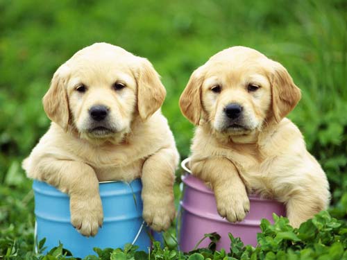 dwa szczeniaki labrador retriever