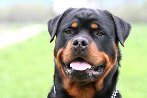 piękna Rottweiler z uśmiechem