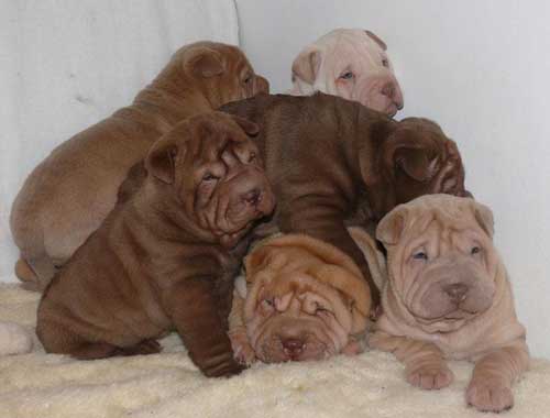 paczka ślicznych szczeniąt shar pei