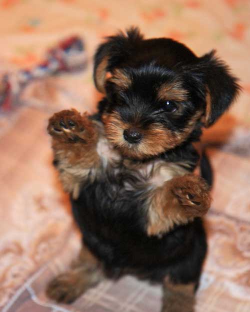 śmieszne, słodkie szczenię yorkshire terrier