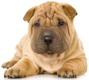 szczeniak shar pei