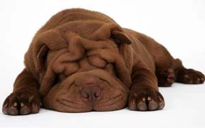 Shar Pei śpi