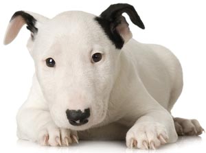 szczeniak bull terrier