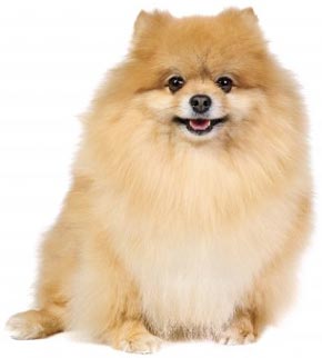 dorosły pomeranian pomeranian