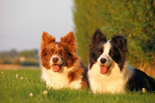 piękne border collie