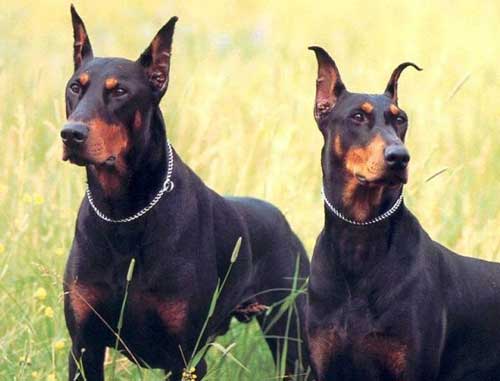 dwa piękne dobermany