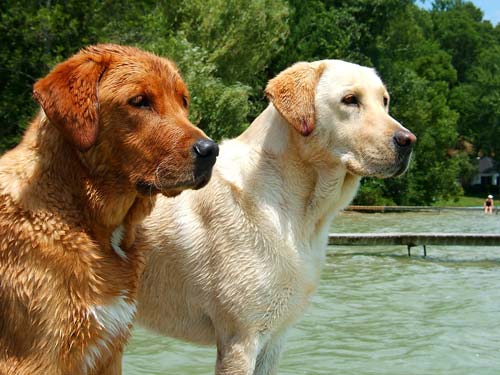 dwa piękne labrador retriever