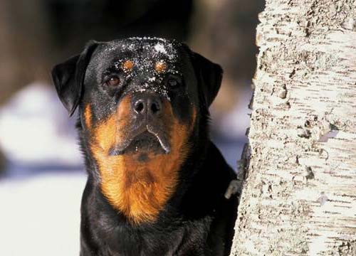 Rottweiler z grzebieniem na głowie